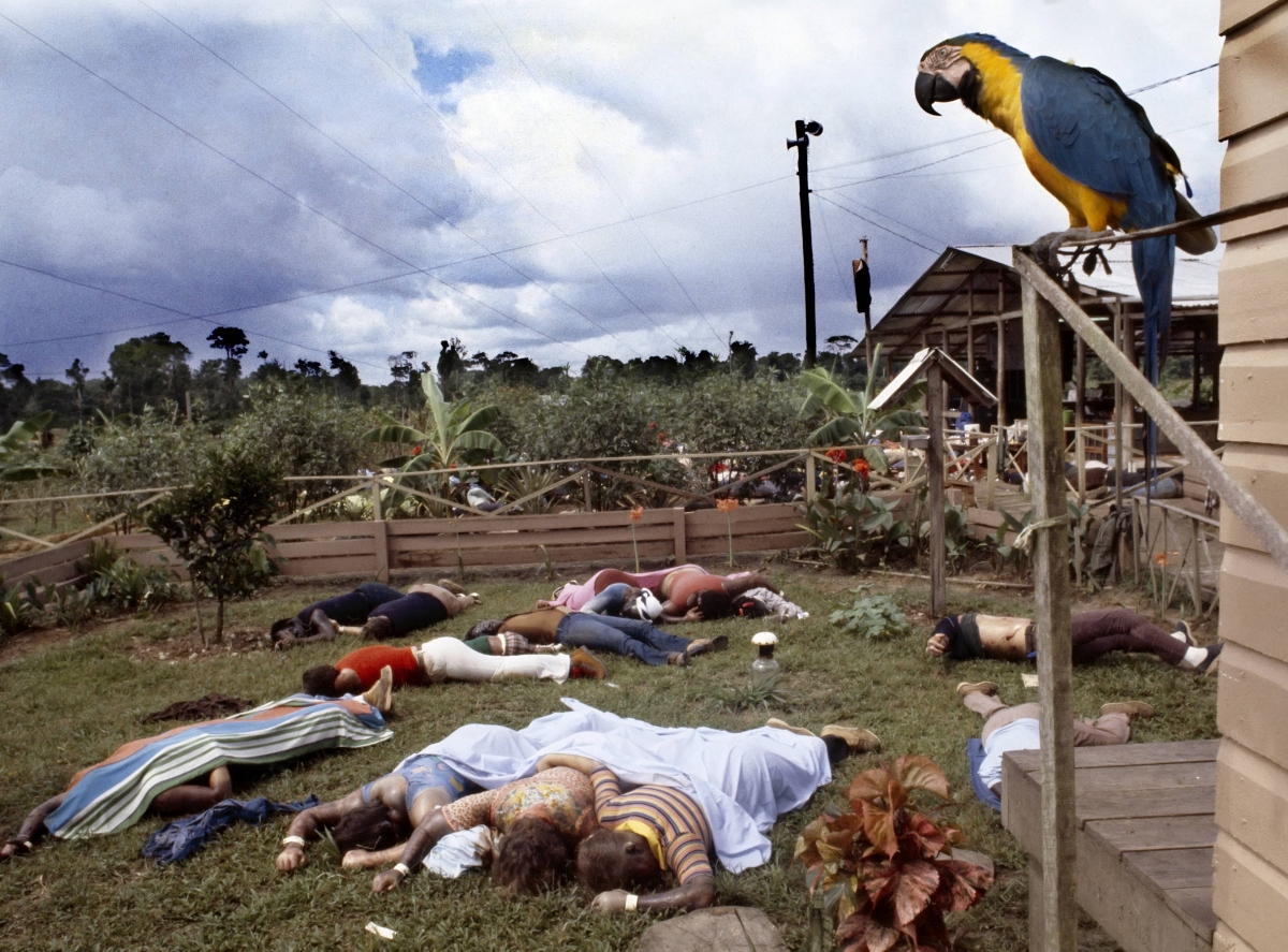 Jonestown parrot 774