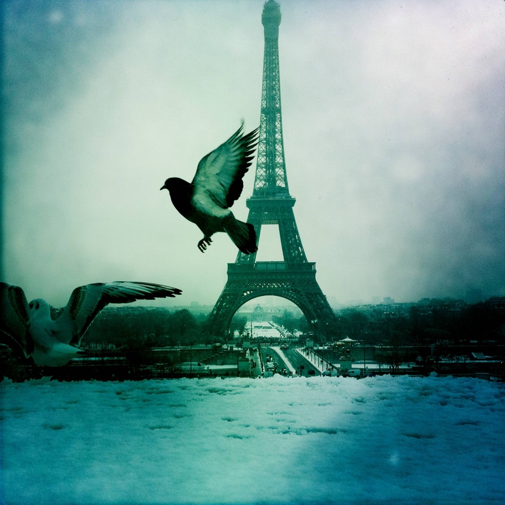 Pidgeon and Eiffel Tower 846