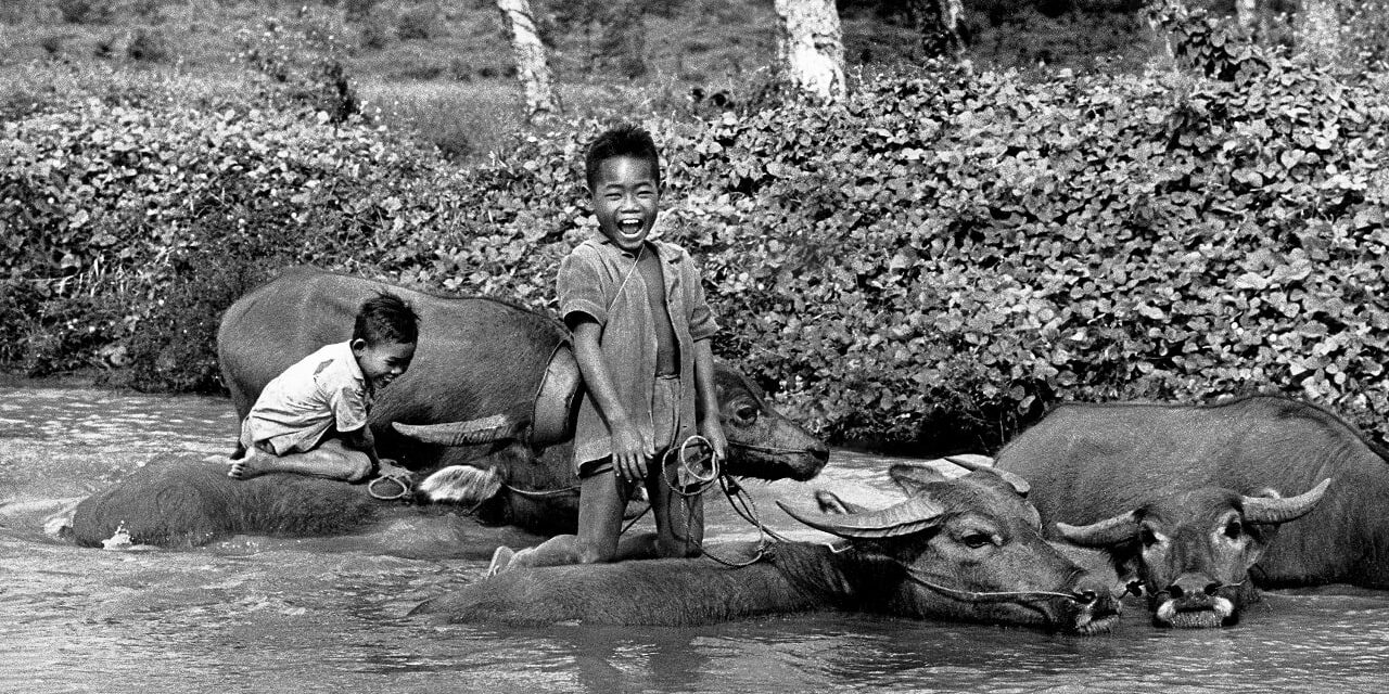 KREK - - 1971: Kids tend water buffalo near Krek, Cambodia, 1971. One of David Hume Kennerly's 1972 Pulitzer Prize winning photos (Photo by David Hume Kennerly/GettyImages)